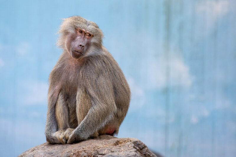 How Monkeys and Apes Communicate: Body Language, Sounds, and Expressions How Monkeys and Apes Communicate: Body Language, Sounds, and Expressions