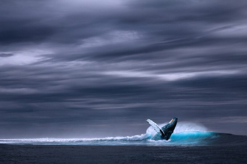The Social Lives of Whales: How They Form Family Bonds in Ocean Ecosystems The Social Lives of Whales: How They Form Family Bonds in Ocean Ecosystems