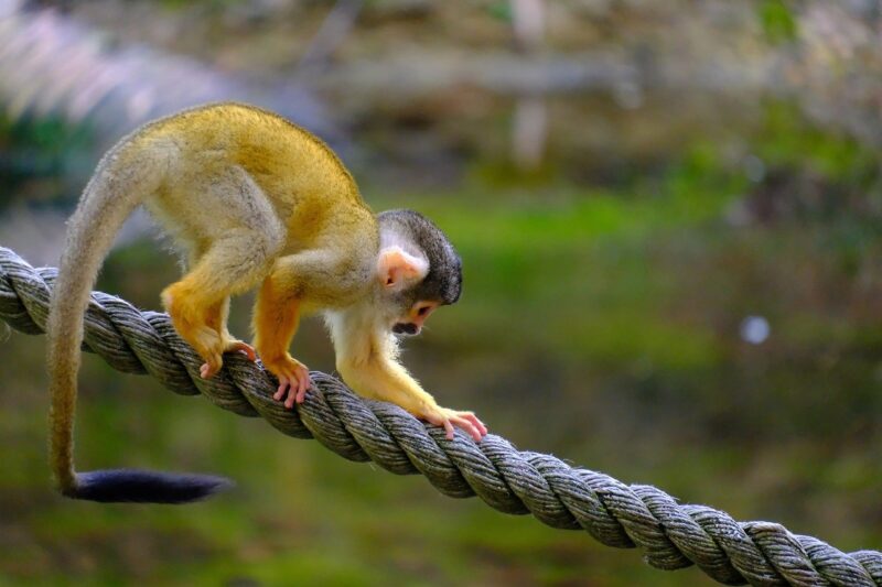 The Evolutionary Link Between Ancient Monkeys and Early Hominids The Evolutionary Link Between Ancient Monkeys and Early Hominids