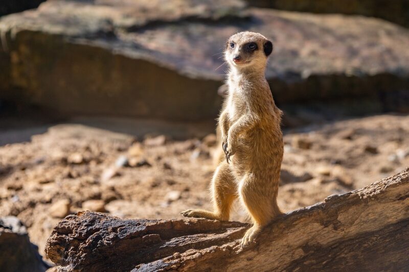 The Remarkable Adaptations of Ancient Desert Animals and How They Survived The Remarkable Adaptations of Ancient Desert Animals and How They Survived