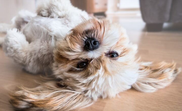 A Guide to Caring for Elderly Pets: Veterinary Tips for Senior Animals