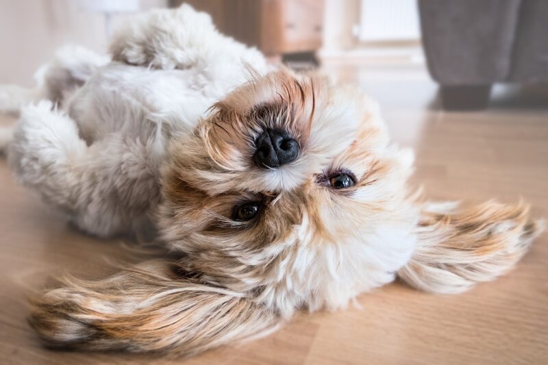 A Guide to Caring for Elderly Pets: Veterinary Tips for Senior Animals A Guide to Caring for Elderly Pets: Veterinary Tips for Senior Animals