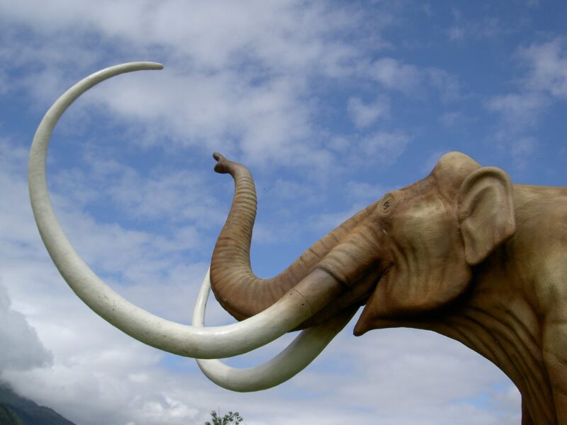 The Most Iconic Prehistoric Animals of the Ice Age: A Journey Through Time The Most Iconic Prehistoric Animals of the Ice Age: A Journey Through Time
