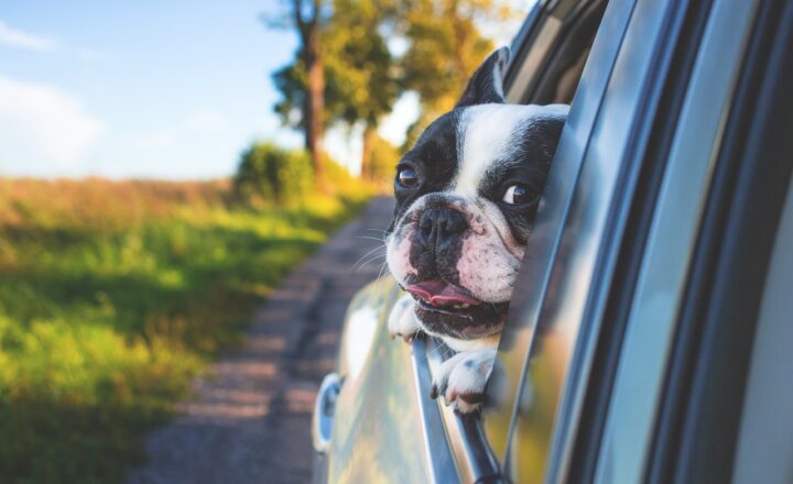 Choosing a Dog-Friendly Car: Features That Make Travel with Pets Easier