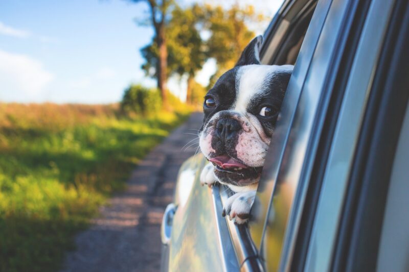 Choosing a Dog-Friendly Car: Features That Make Travel with Pets Easier Choosing a Dog-Friendly Car: Features That Make Travel with Pets Easier