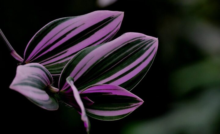 How Scientists Use Clues from Teeth to Understand Early Human Diets