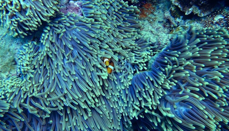 The Role of Coral Reefs in Protecting Coastal Ecosystems and Marine Life The Role of Coral Reefs in Protecting Coastal Ecosystems and Marine Life