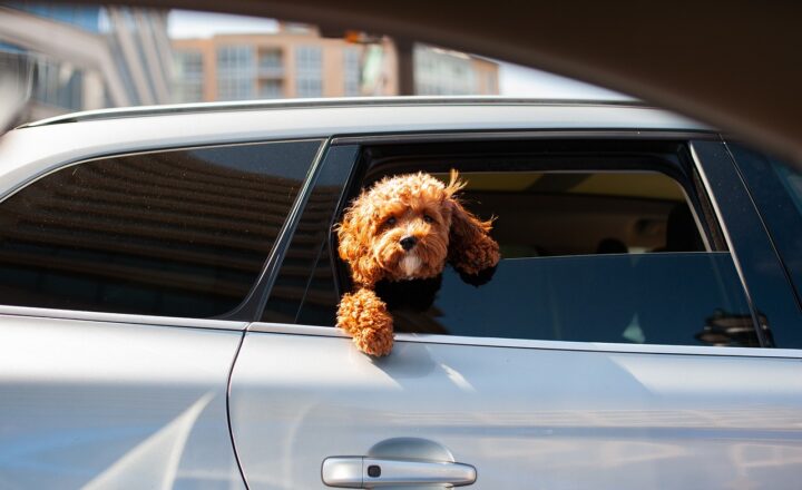 Choosing the Right Car for Families with Pets: Comfort and Safety for All