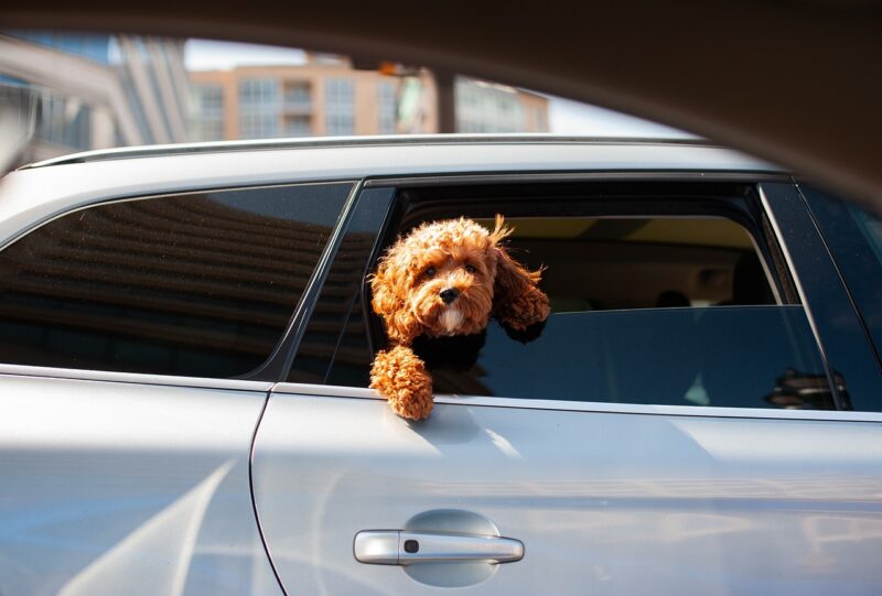 Choosing the Right Car for Families with Pets: Comfort and Safety for All