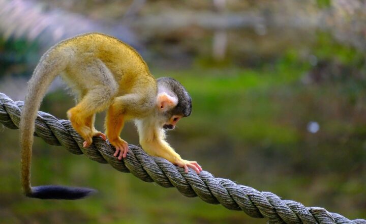 The Evolutionary Journey from Early Primates to Modern Monkeys