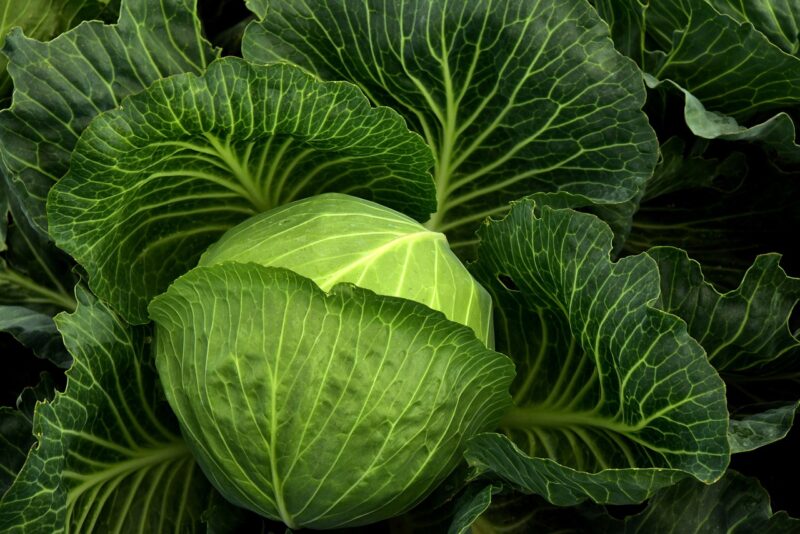 Why the World Went Crazy Over Cabbage Patch Kids in the ‘80s Why the World Went Crazy Over Cabbage Patch Kids in the ‘80s