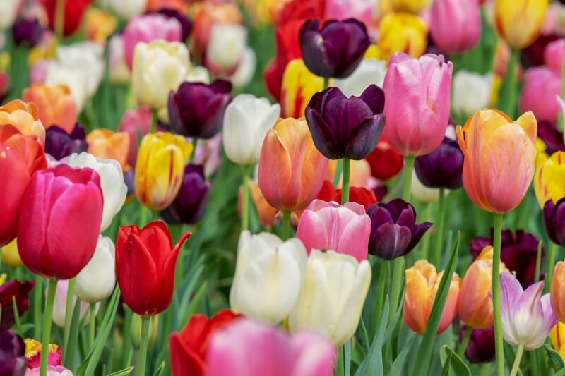 When the Dutch Government Sent Tulips as a Diplomatic Message – and It Backfired When the Dutch Government Sent Tulips as a Diplomatic Message – and It Backfired
