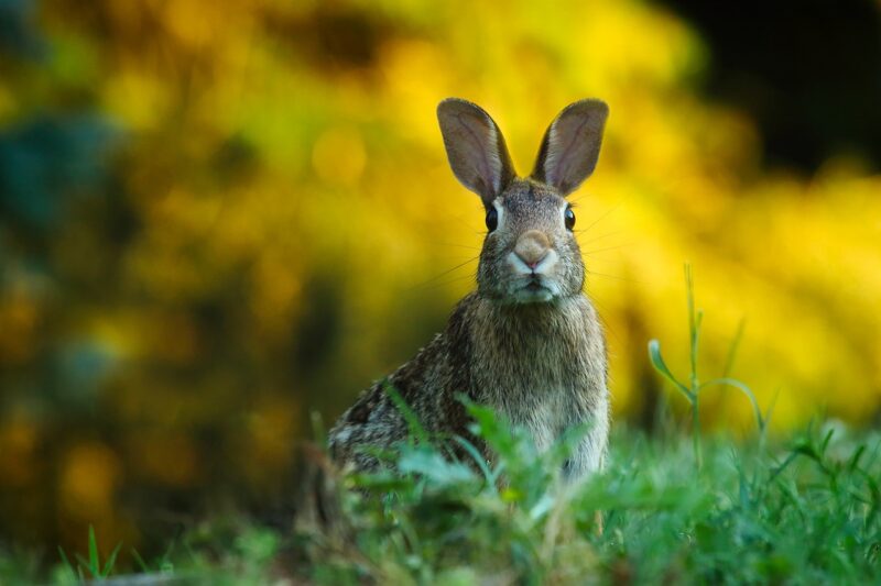 The Time Napoleon Was Attacked by Bunnies: A Strange and Hilarious Misstep in History The Time Napoleon Was Attacked by Bunnies: A Strange and Hilarious Misstep in History