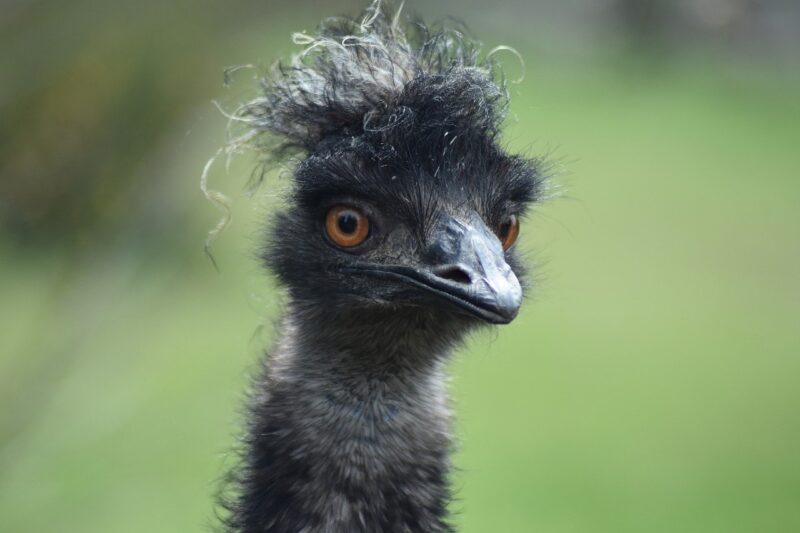 The Great Emu War: When Australia Went to Battle with a Flock of Birds The Great Emu War: When Australia Went to Battle with a Flock of Birds