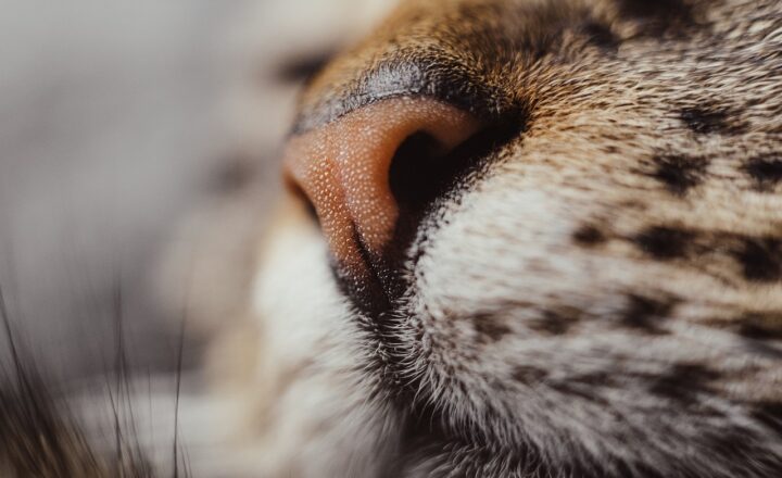 The Electronic Nose: Why Scientists Created a Strange Device to Smell for Them