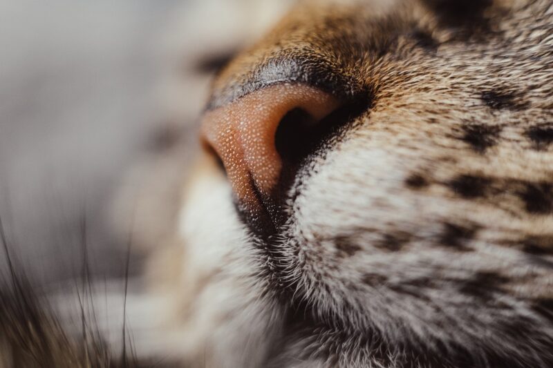 The Electronic Nose: Why Scientists Created a Strange Device to Smell for Them The Electronic Nose: Why Scientists Created a Strange Device to Smell for Them