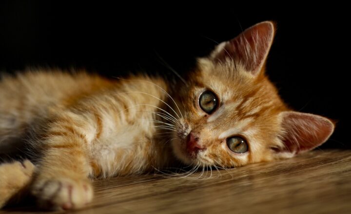 How to Prepare Your Home for a New Kitten: Essentials for Happy Feline Companions