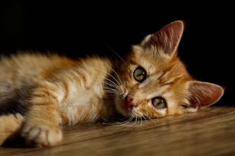 How to Prepare Your Home for a New Kitten: Essentials for Happy Feline Companions How to Prepare Your Home for a New Kitten: Essentials for Happy Feline Companions
