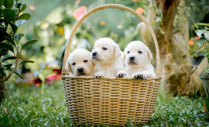 Top Tips for Training Your New Puppy: A Guide for First-Time Pet Owners