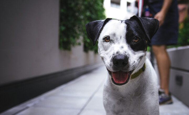 Pet Enrichment Ideas for Dogs: How to Keep Your Canine Companion Entertained
