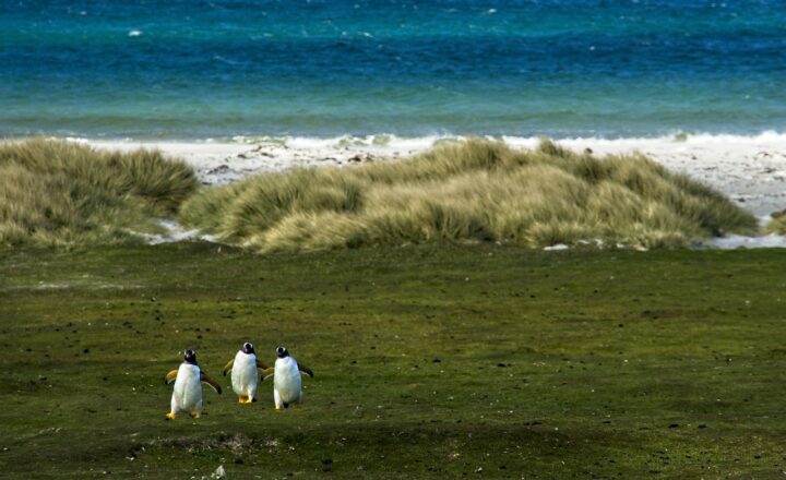 The Technology Behind Zoo Exhibits: Creating Realistic and Safe Animal Environments