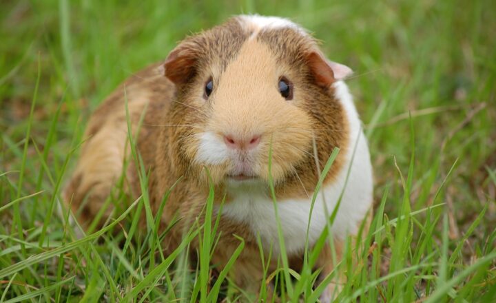 Why Small Pets Like Guinea Pigs Make Great Companions for Apartment Dwellers