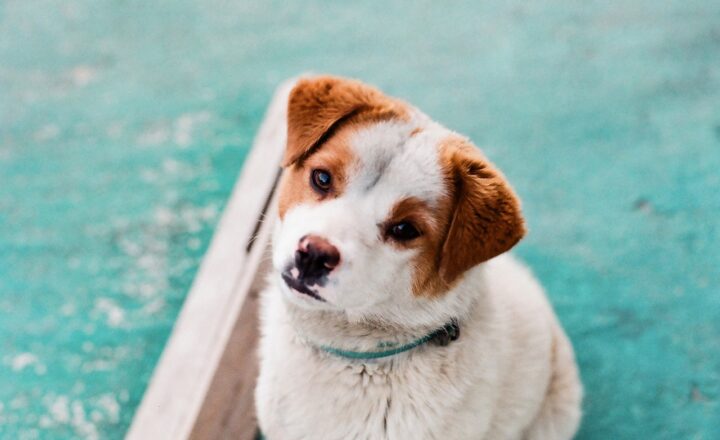 Choosing the Best Vet for Your Pet: What to Look for in Quality Animal Care