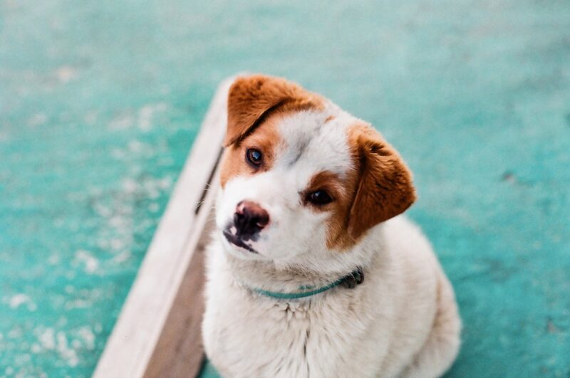 Choosing the Best Vet for Your Pet: What to Look for in Quality Animal Care