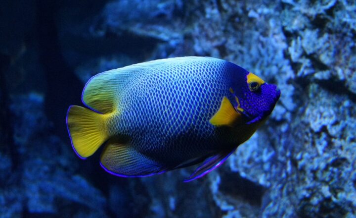 How to Keep Your Aquarium Fish Healthy and Their Water Clean