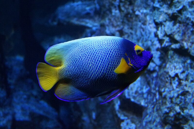 How to Keep Your Aquarium Fish Healthy and Their Water Clean