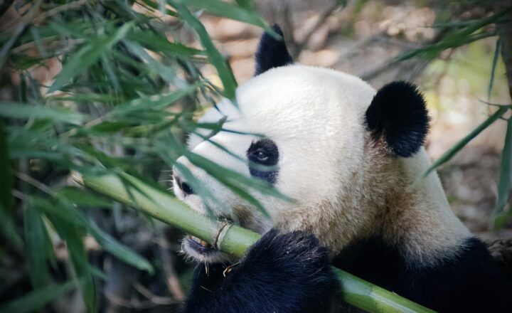 Panda Breeding Seasons: How Pandas Find Mates and Raise Cubs
