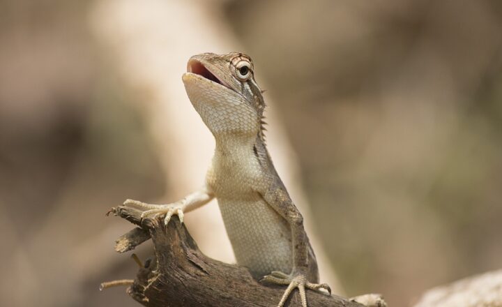 How to Build a Comfortable and Stimulating Habitat for Your Pet Lizard