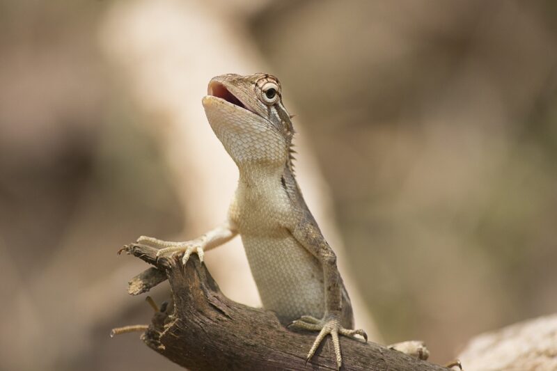 How to Build a Comfortable and Stimulating Habitat for Your Pet Lizard How to Build a Comfortable and Stimulating Habitat for Your Pet Lizard