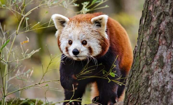 The Different Species of Pandas: How Red Pandas and Giant Pandas Differ