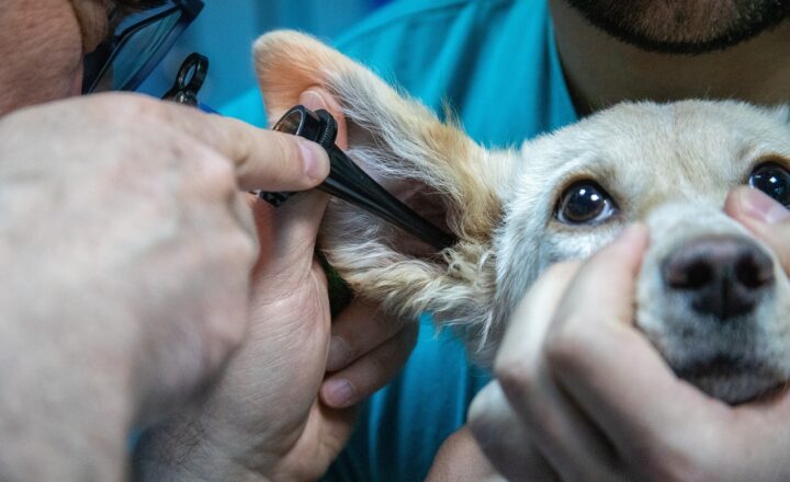 How Zoos Use Modern Veterinary Science to Care for Rare and Exotic Animals