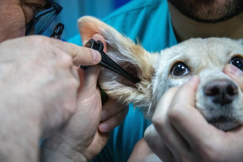 How Zoos Use Modern Veterinary Science to Care for Rare and Exotic Animals How Zoos Use Modern Veterinary Science to Care for Rare and Exotic Animals