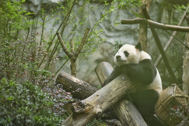 The History of Panda Diplomacy: How Pandas Became China’s Global Ambassadors The History of Panda Diplomacy: How Pandas Became China’s Global Ambassadors