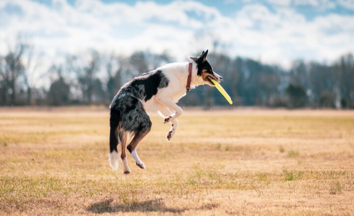 Top Tips for Introducing a New Pet into a Multi-Pet Household