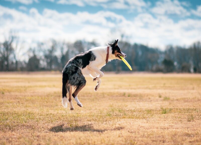 Top Tips for Introducing a New Pet into a Multi-Pet Household Top Tips for Introducing a New Pet into a Multi-Pet Household