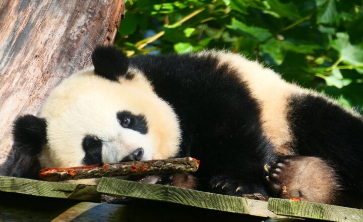 The Fascinating Mating Rituals of Pandas and What We’ve Learned from Them