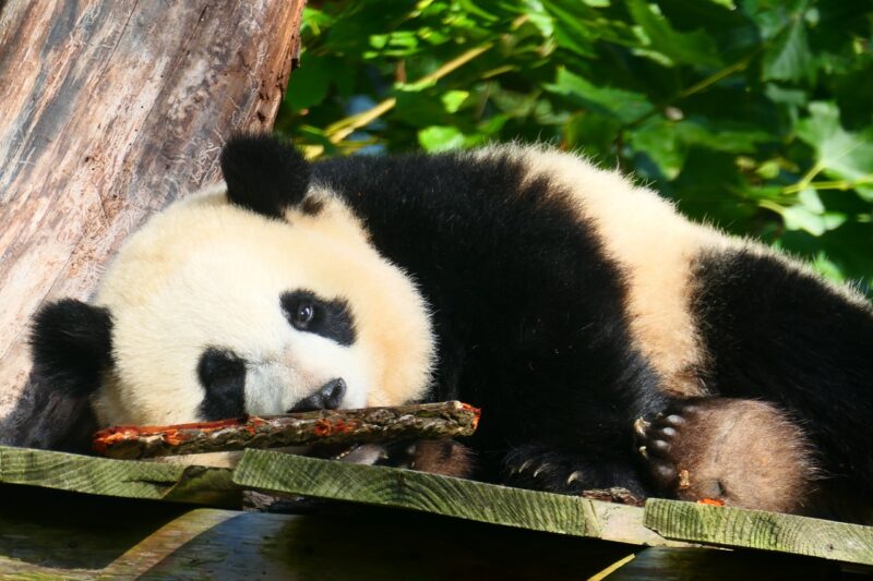 The Fascinating Mating Rituals of Pandas and What We’ve Learned from Them