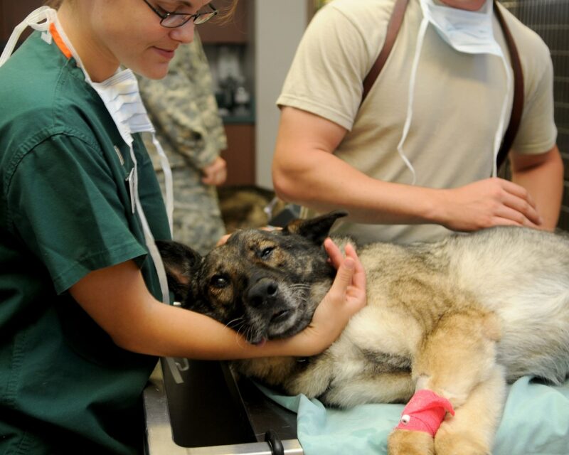 How Zoos Manage Complex Animal Health Care for a Diverse Population