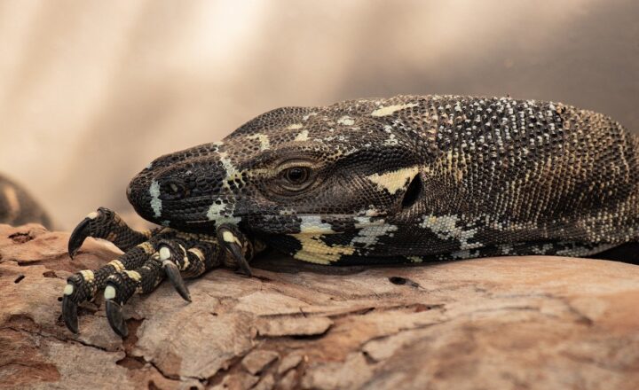 How to Care for Exotic Pets: Essential Tips for Reptile and Amphibian Owners