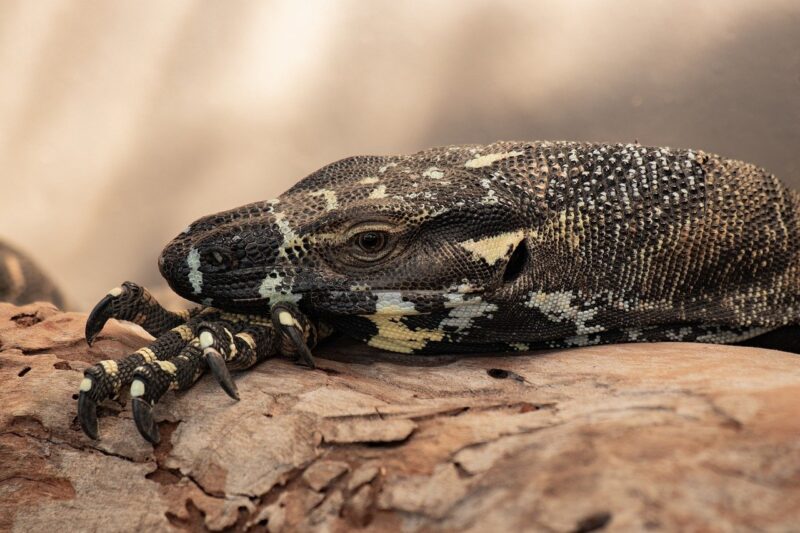 How to Care for Exotic Pets: Essential Tips for Reptile and Amphibian Owners