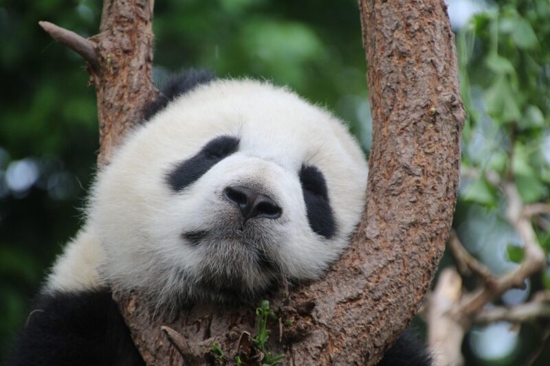 The Lifecycle of a Panda: From Birth to Adulthood in the Wild and in Captivity