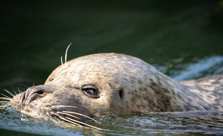 How Zoos Create Enrichment Activities to Keep Animals Engaged and Happy