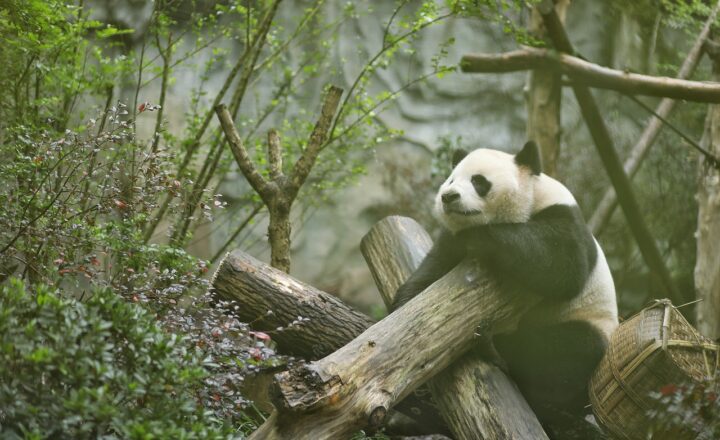 How Pandas Communicate Using Scent Marking and Vocalizations