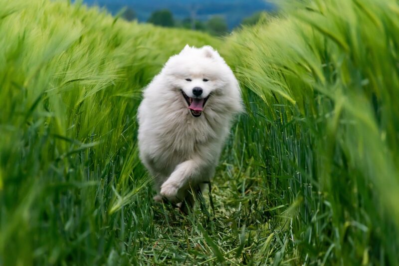 The Most Fascinating Pet Breeds Around the World and Their Unique Characteristics The Most Fascinating Pet Breeds Around the World and Their Unique Characteristics