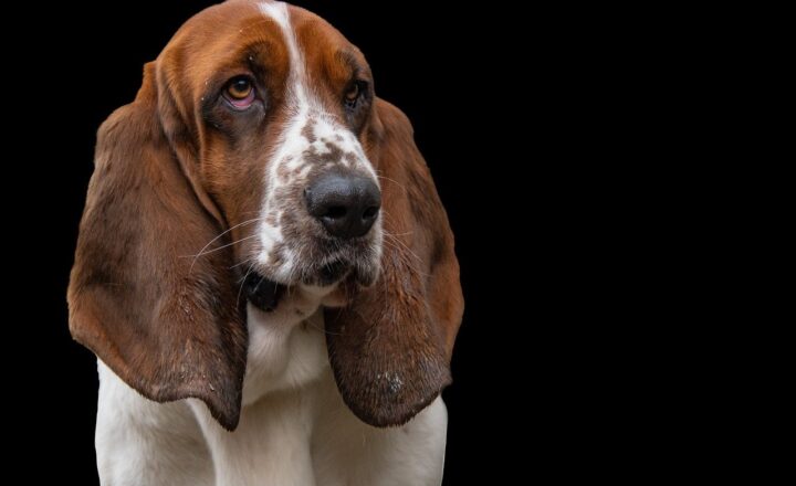 Pet Care During Winter: How to Keep Your Furry Friends Warm and Comfortable