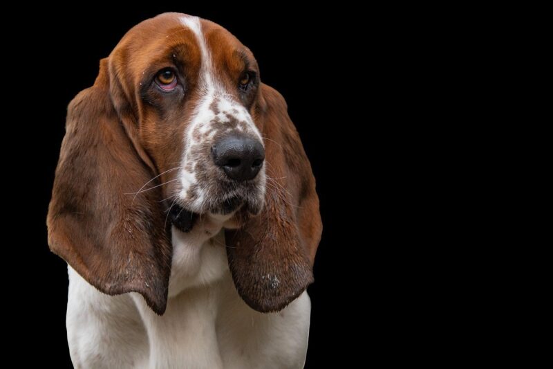 Pet Care During Winter: How to Keep Your Furry Friends Warm and Comfortable